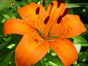 Tiger Lily    